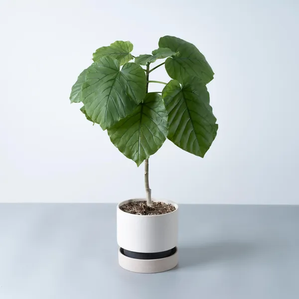 ウンベラータ白系陶器鉢