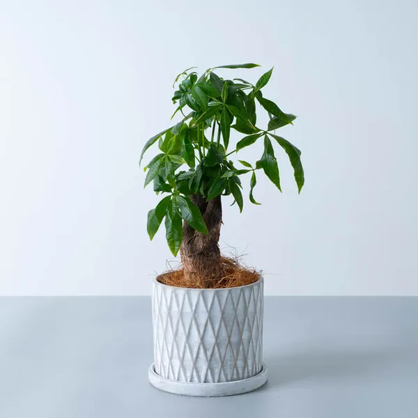 パキラ白系陶器鉢