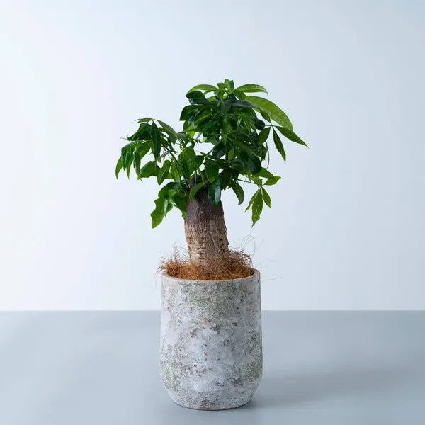 パキラ白系陶器鉢