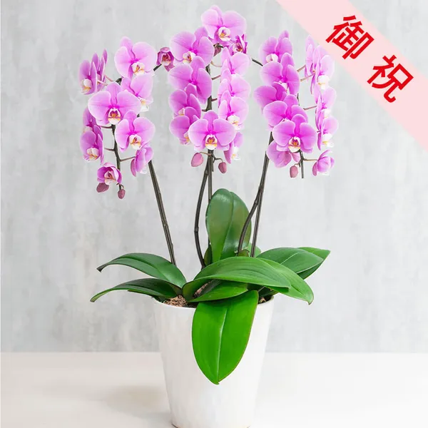 お祝い用】ピンク系ミニ胡蝶蘭｜広島花屋オンラインショップ花将