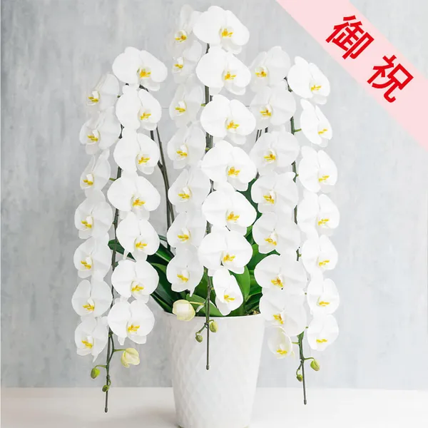 【お祝い用】3本立ち白胡蝶蘭