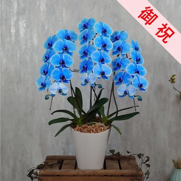 お祝い用】3本立ち青胡蝶蘭｜広島花屋オンラインショップ花将