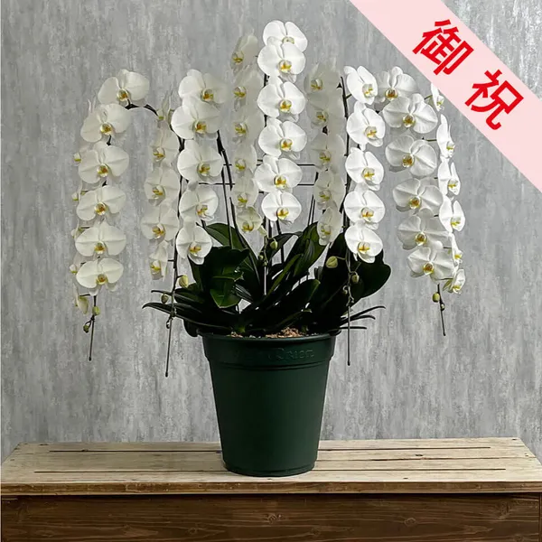 【お祝い用】豪華5本立ち白胡蝶蘭