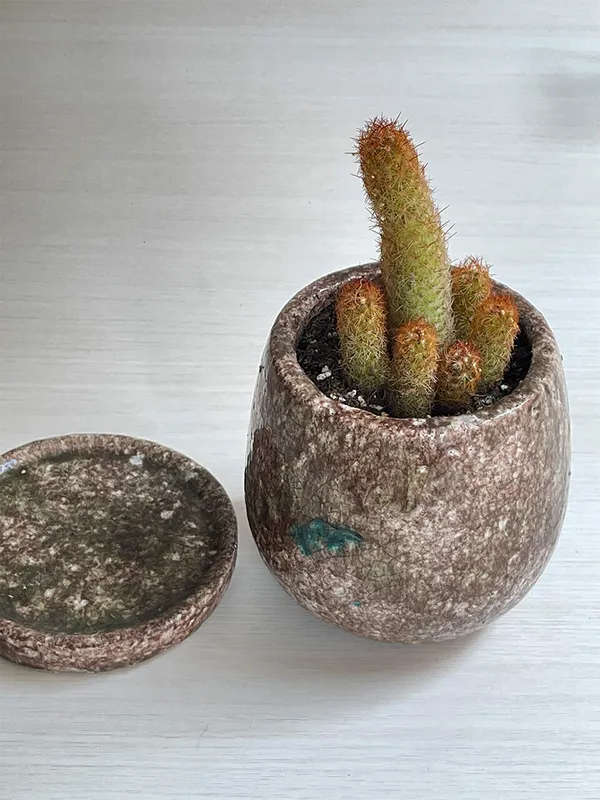 サボテン陶器鉢茶色 S｜広島花屋オンラインショップ花将
