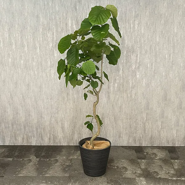 ウンベラータFRP鉢