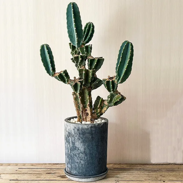 サボテン 湘陽丸 6.5号鉢 サボテン 湘陽丸 6.5号鉢 サボテン 湘陽丸 6.5号鉢