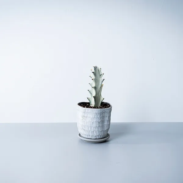 ホワイトゴースト白系陶器鉢｜広島花屋オンラインショップ花将