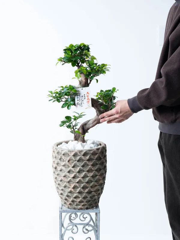 ガジュマル曲がり仕立て｜広島花屋オンラインショップ花将