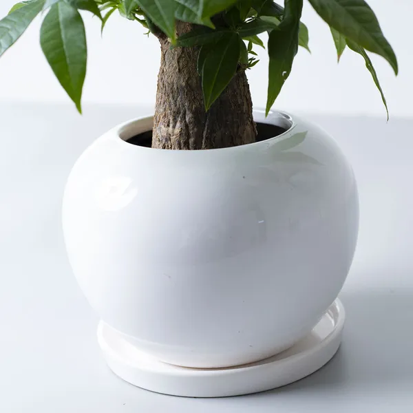 パキラ陶器白鉢｜広島花屋オンラインショップ花将