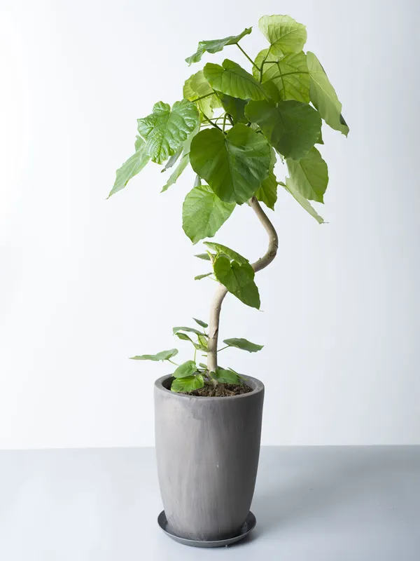 【引取り限定】フィカスウンベラータ　約170cm 引取り限定】フィカスウンベラータ 約170cm 引取り限定】フィカス