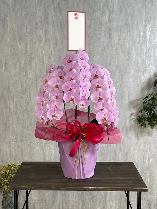 お祝い用】3本立ちピンク系胡蝶蘭｜広島花屋オンラインショップ花将