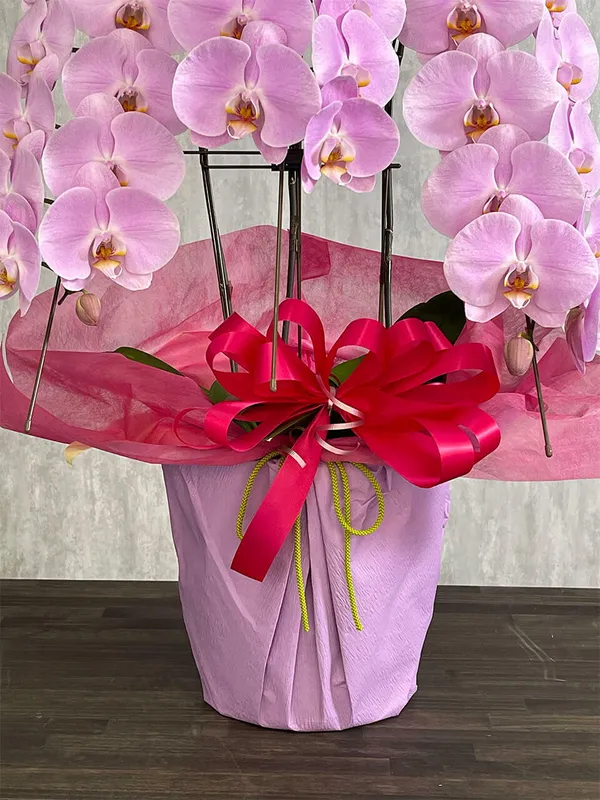 お祝い用】3本立ちピンク系胡蝶蘭｜広島花屋オンラインショップ花将