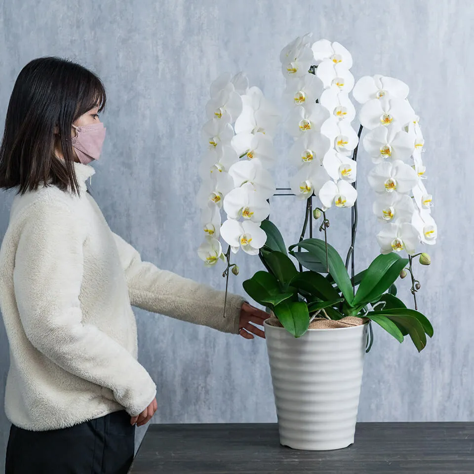 お祝い用】3本立ち白胡蝶蘭｜広島花屋オンラインショップ花将