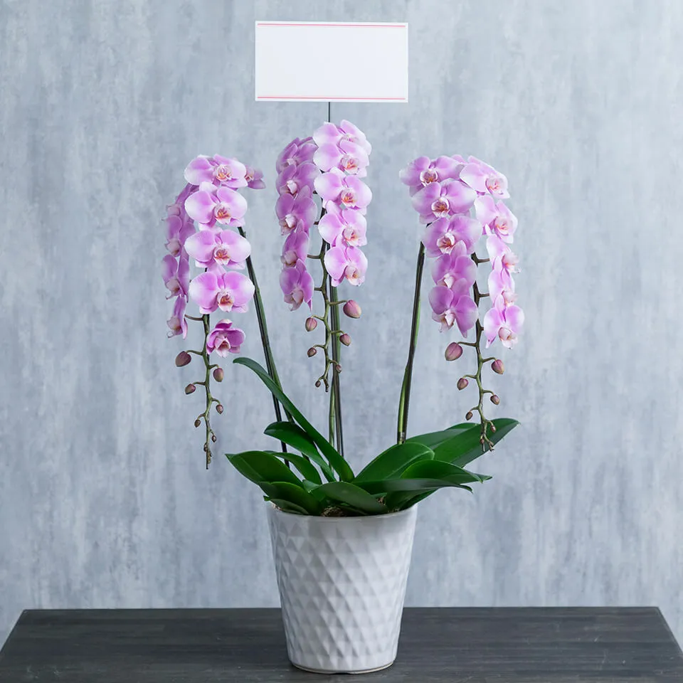 414b2b295e68e704c5b0e19e177266