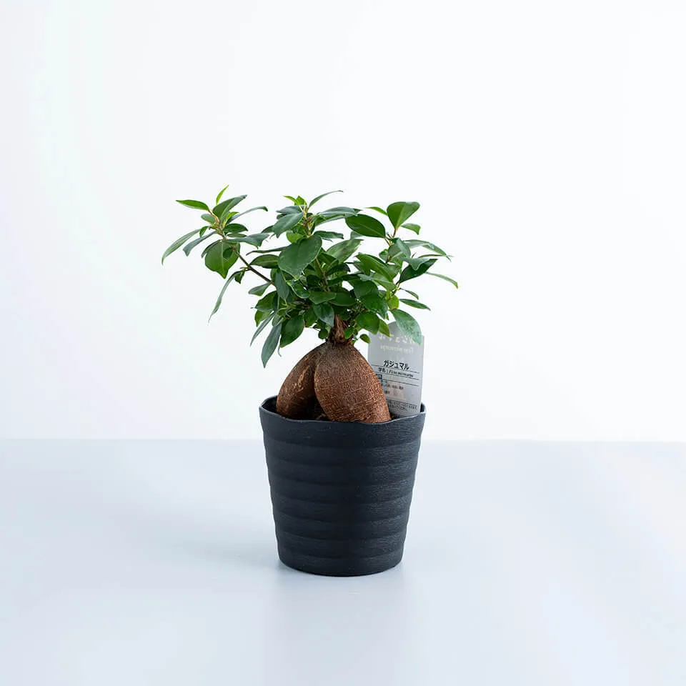 ガジュマル鉢黒色｜広島花屋オンラインショップ花将
