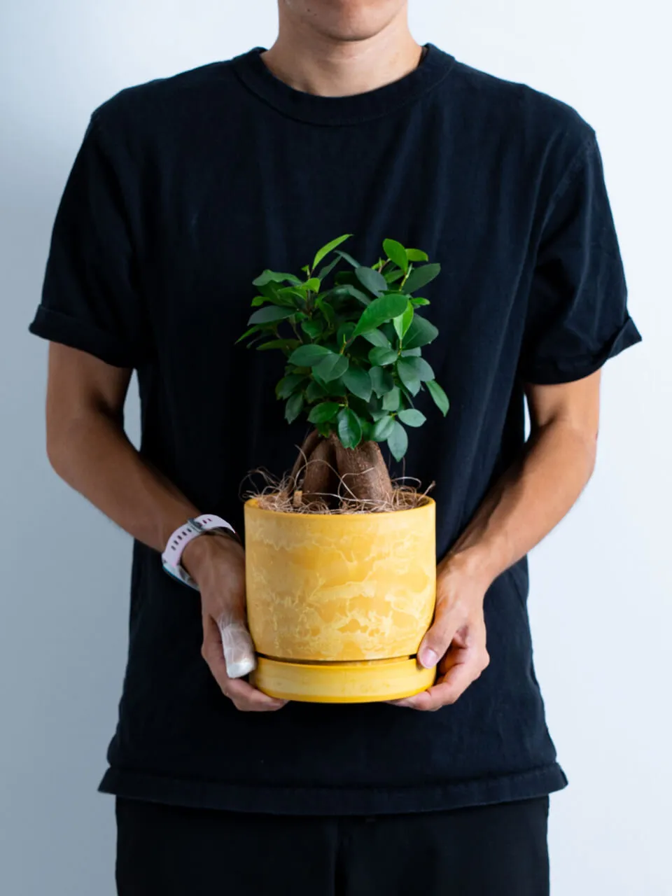 黄*虫様 激レア！ガジュマル 盆栽 奄美大島産 ② ガジュマル鉢黄色(受皿付き)｜広島花屋オンラインショップ花将