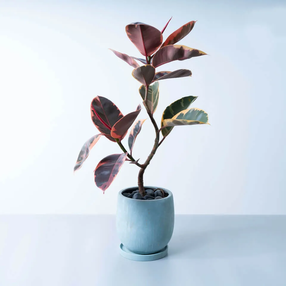 フィカス 植物 約45cm 陶器鉢 フィカス 植物 約45cm 陶器鉢