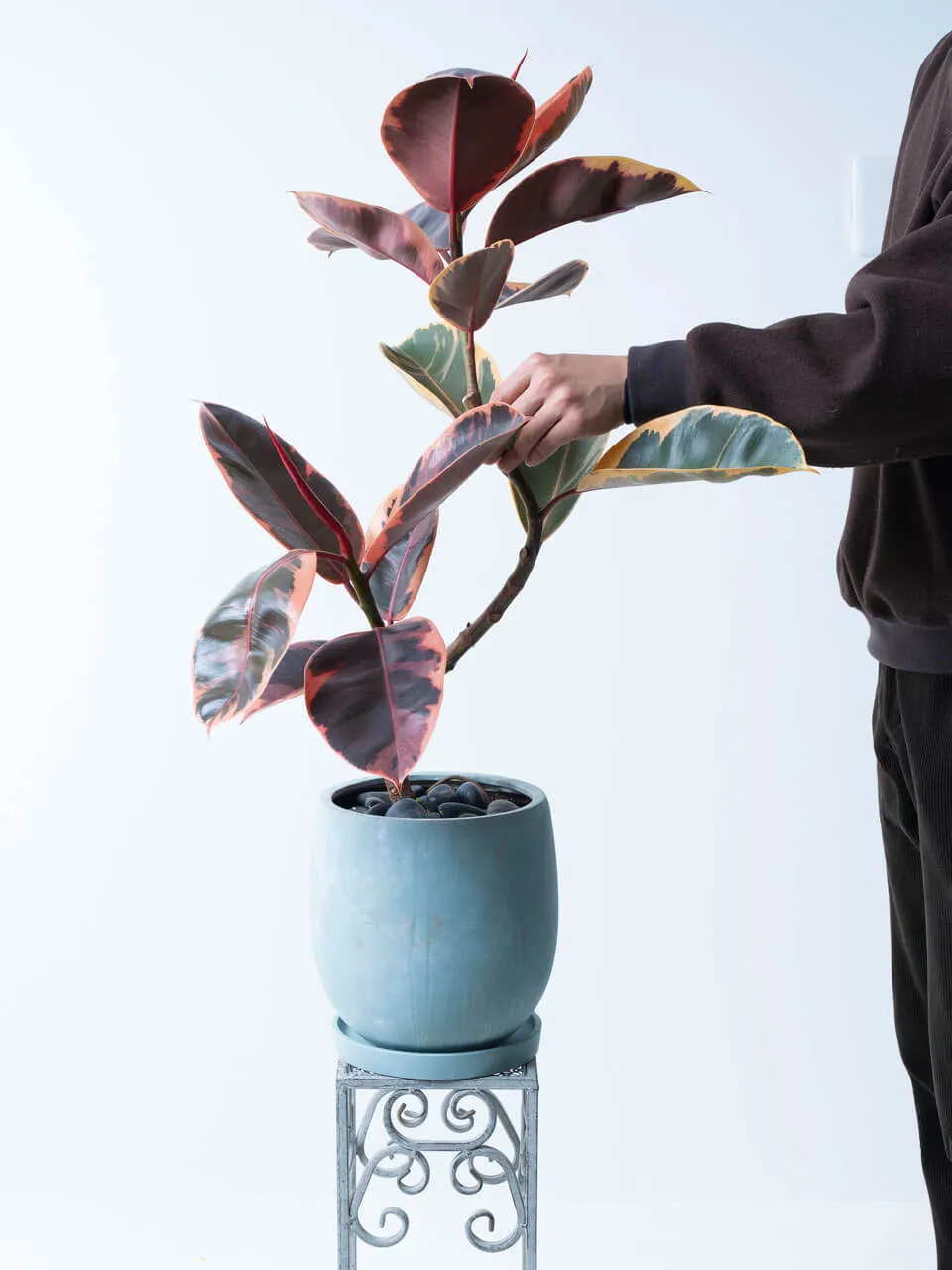 フィカス・ルビー青系陶器鉢｜広島花屋オンラインショップ花将