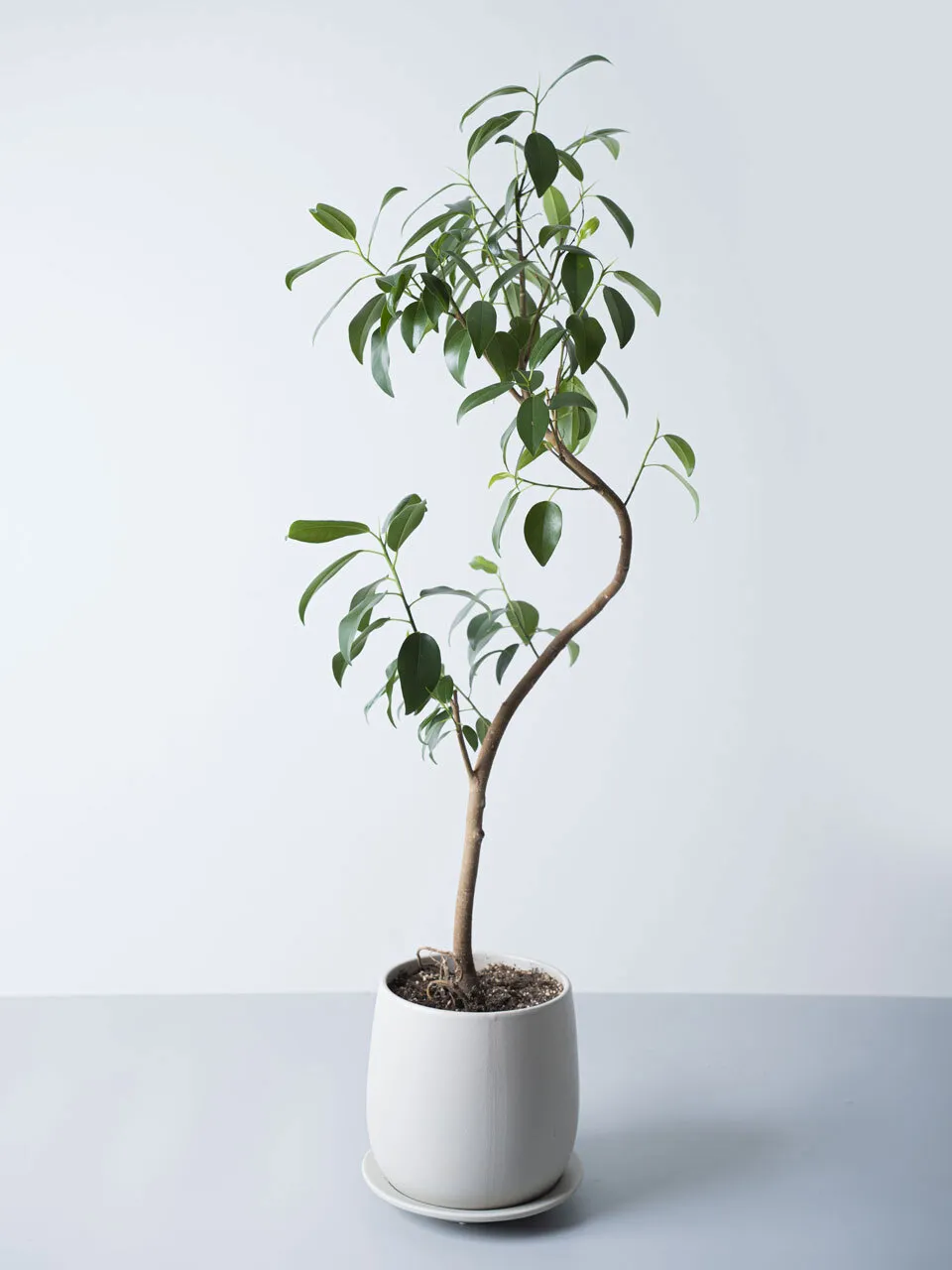 観葉植物 フランスゴム 130cm 観葉植物 フランスゴムの木 10号 | Plant Hunt（プラントハント）