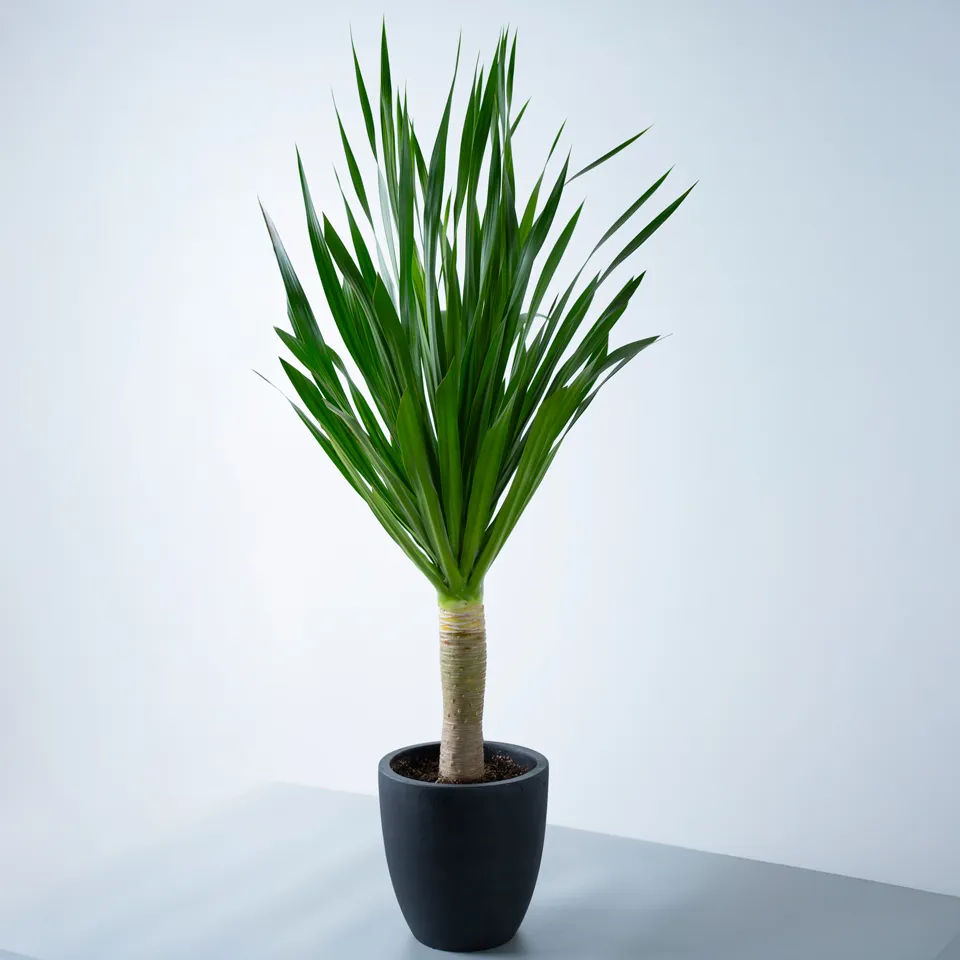 ドラセナ・パラオ黒系陶器鉢｜広島花屋オンラインショップ花将