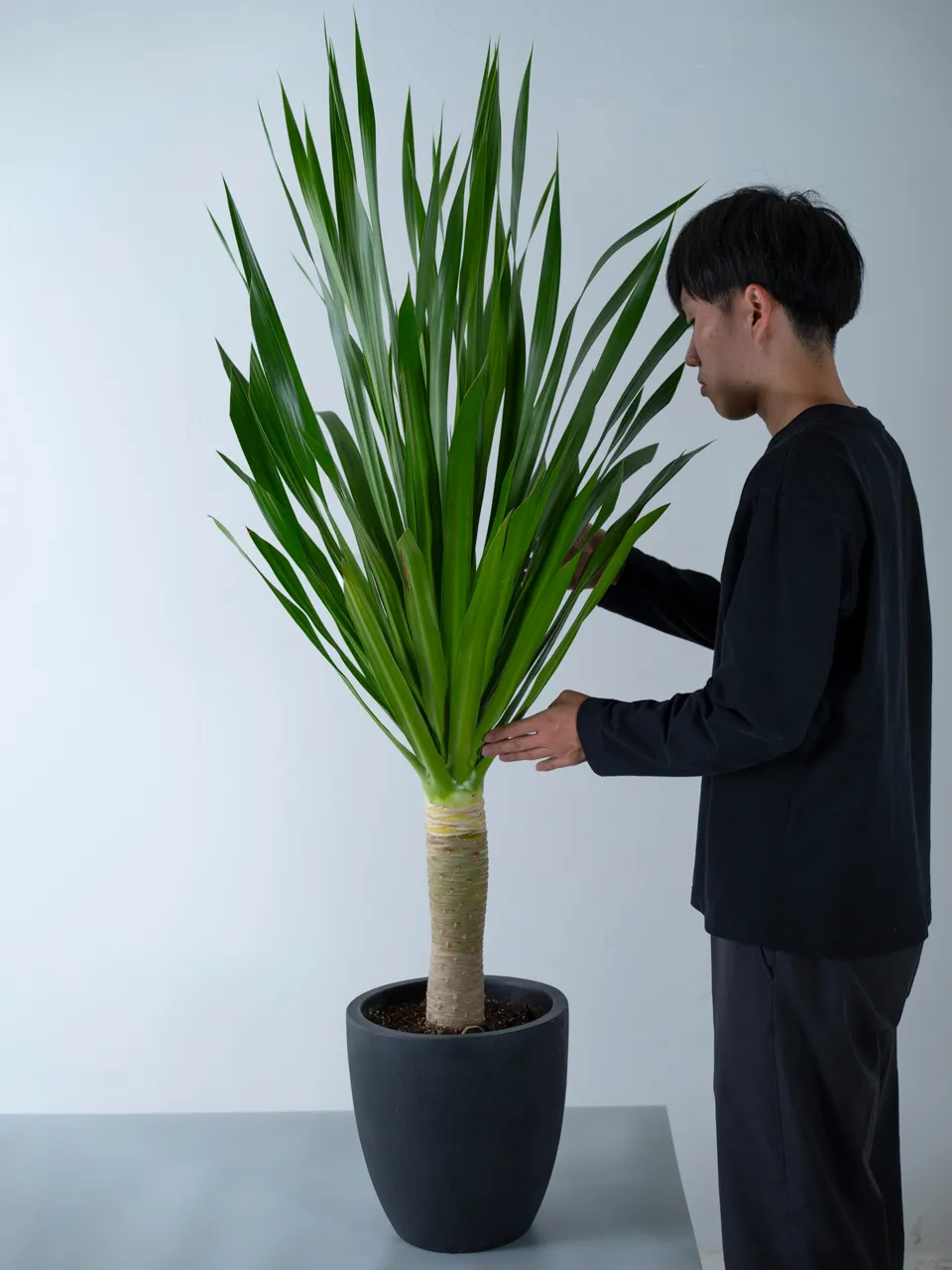 ドラセナ・パラオ黒系陶器鉢｜広島花屋オンラインショップ花将