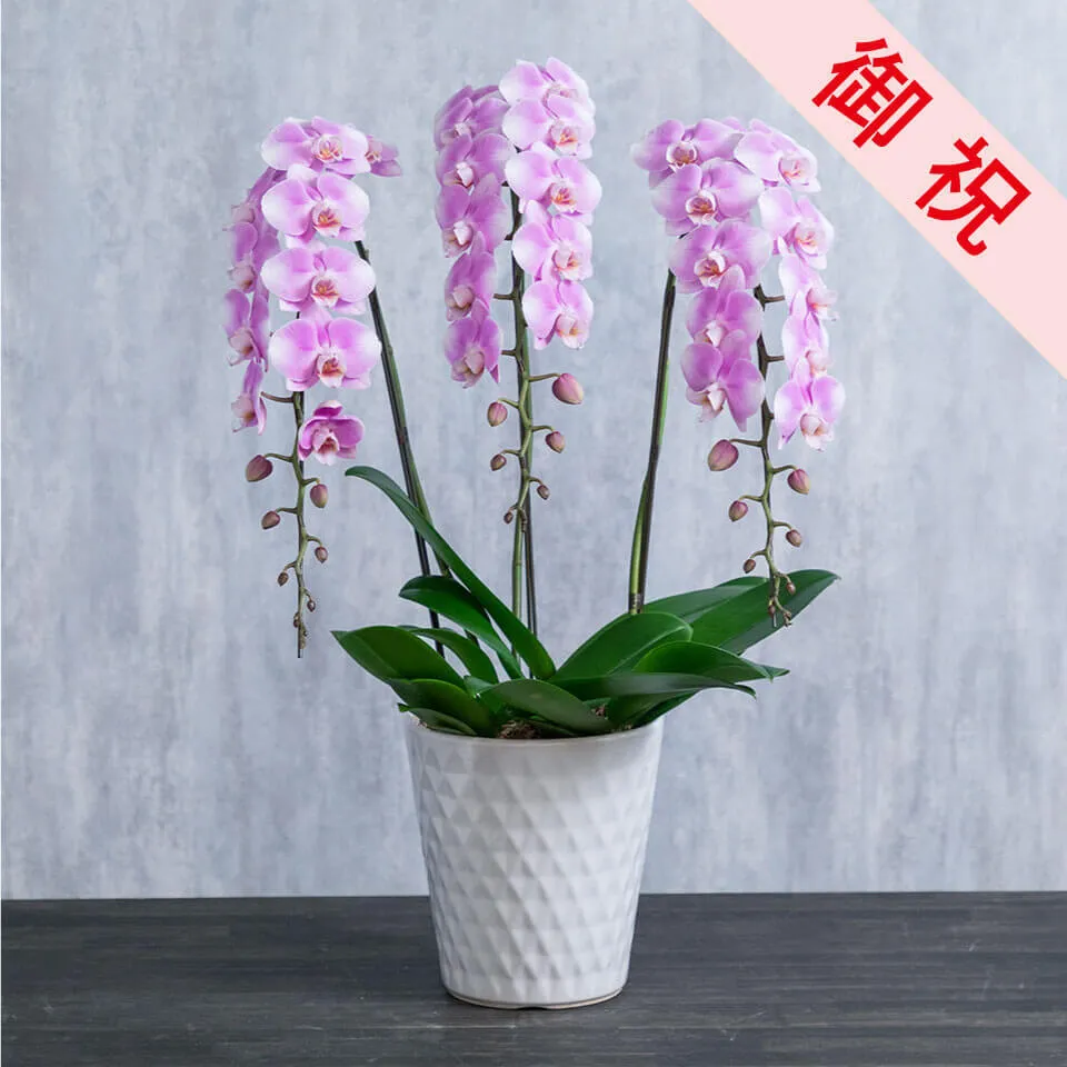 お祝い用】ピンク系ミニ胡蝶蘭｜広島花屋オンラインショップ花将