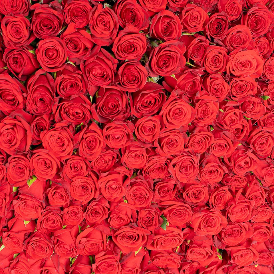 赤バラ365本の花束【韓国風ラッピング】｜広島花屋オンラインショップ花将