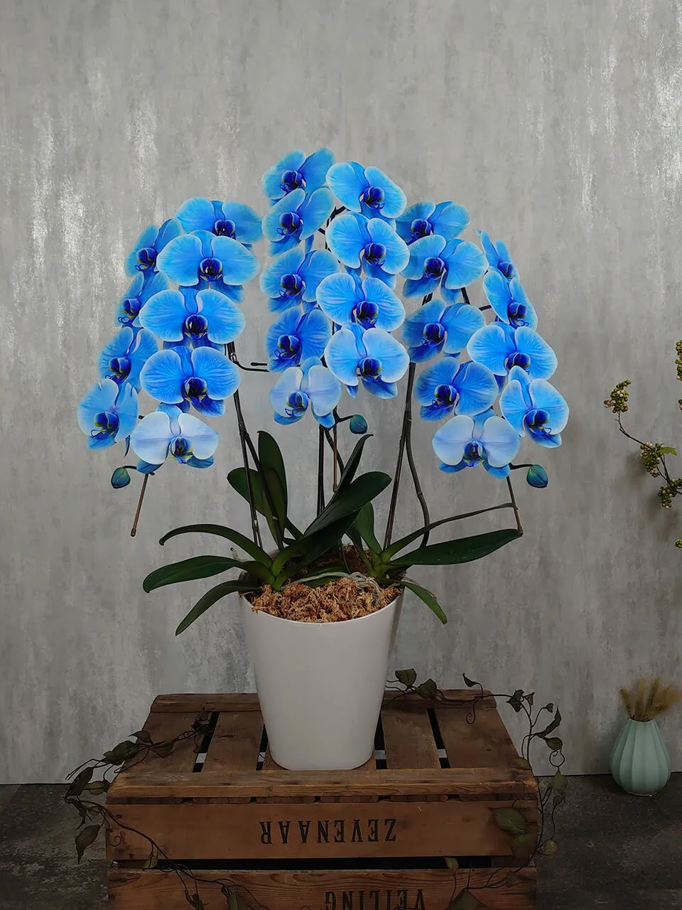 お祝い用】3本立ち青胡蝶蘭｜広島花屋オンラインショップ花将