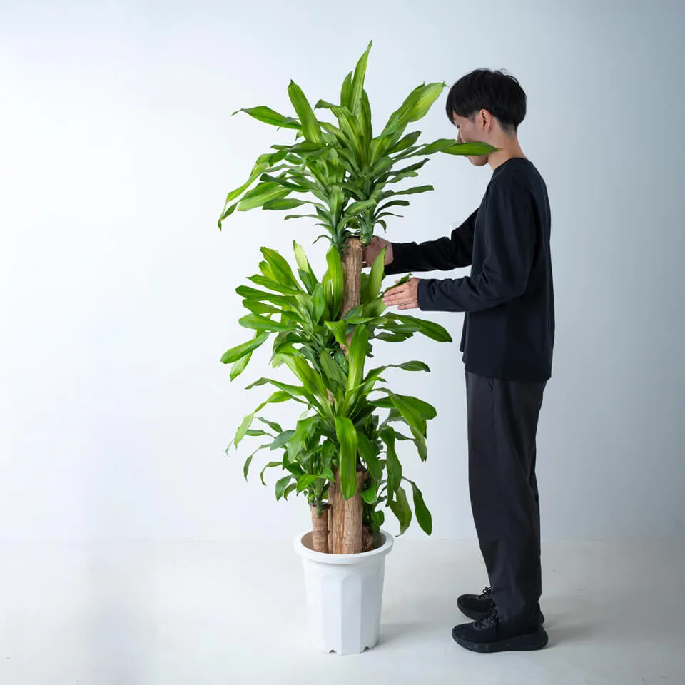 楽天市場】観葉植物 幸福の木10号鉢 高さ約170～180cmドラセナ