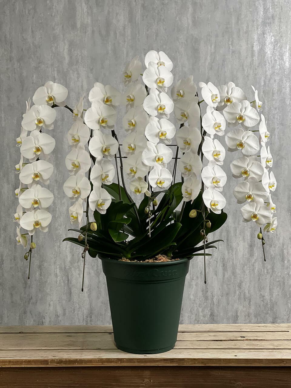 【お祝い用】豪華5本立ち白胡蝶蘭 商品画像 3