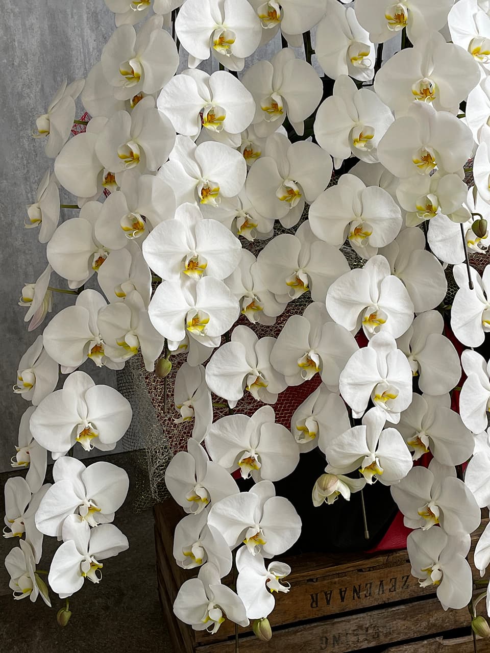 【お祝い用】豪華10本立ち白胡蝶蘭 商品画像 3