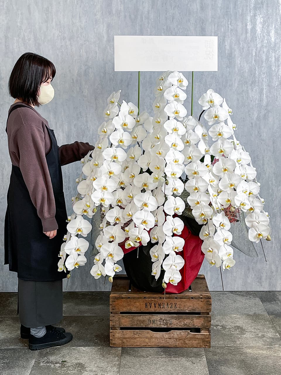 【お祝い用】豪華10本立ち白胡蝶蘭 商品画像 4