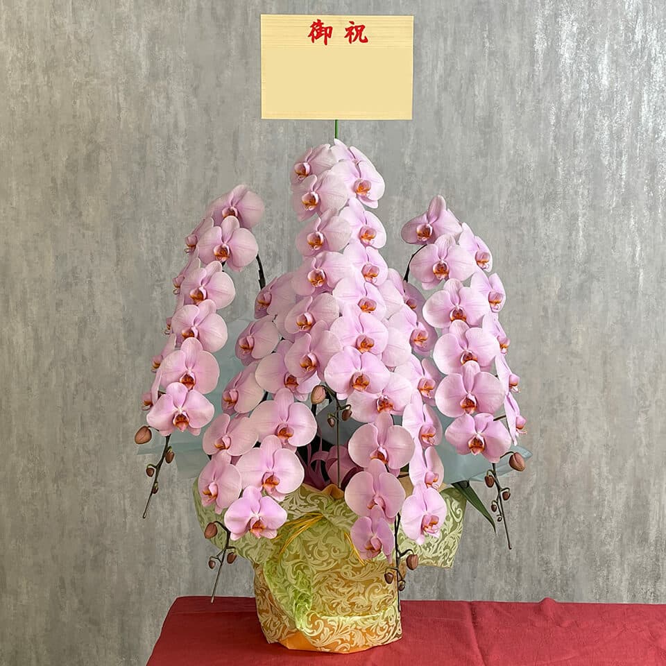 【お祝い用】5本立ちピンク系胡蝶蘭 商品画像 2