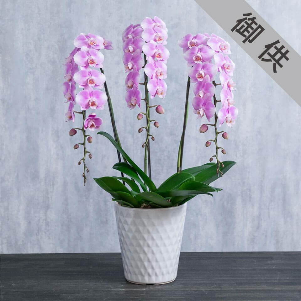 【お供え用】ピンク系ミニ胡蝶蘭色をおさえたラッピング 商品画像 1