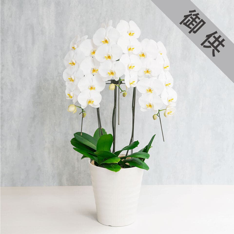 【お供え用】3本立ち白胡蝶蘭 商品画像 1