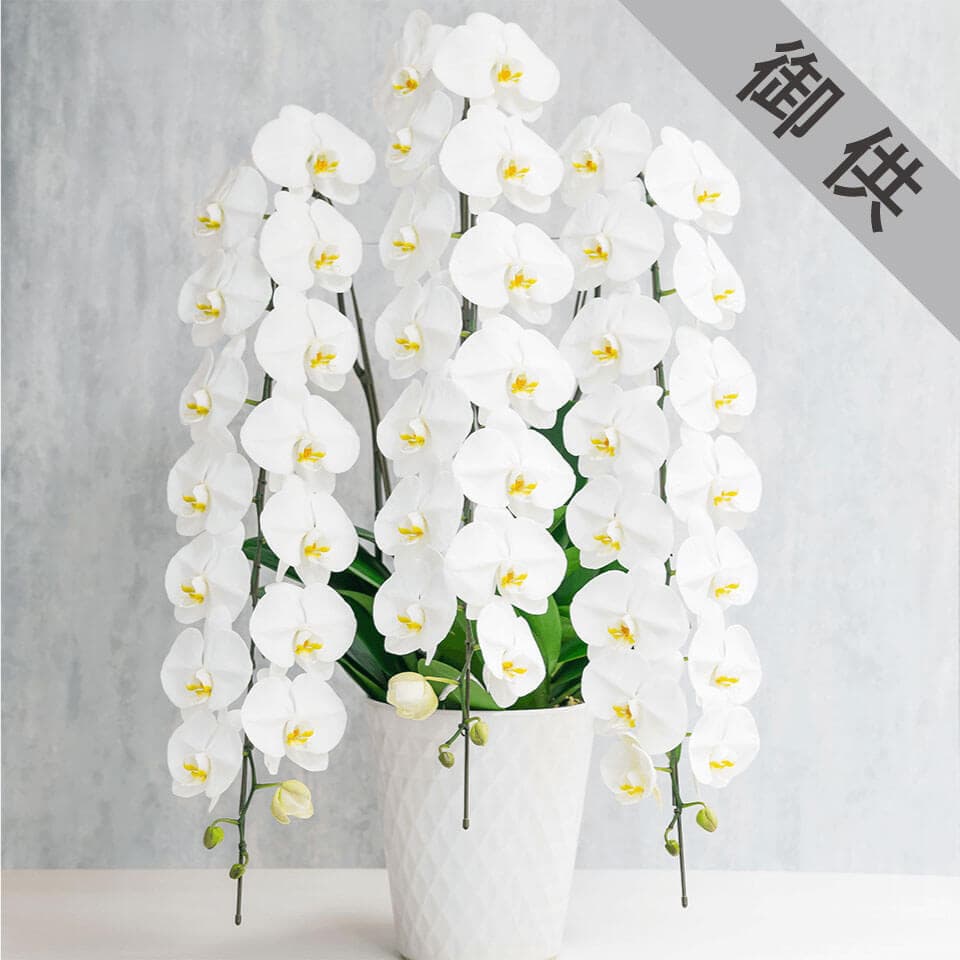 【お供え用】3本立ち白胡蝶蘭 商品画像 1