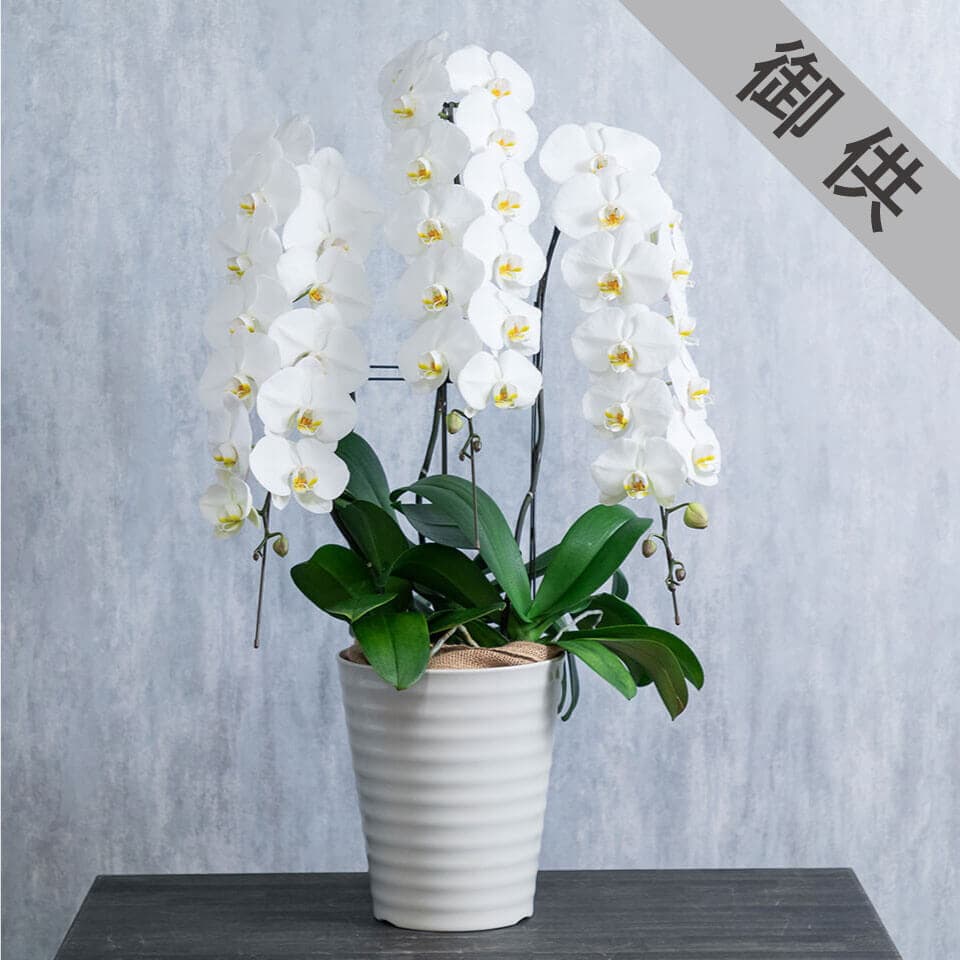 【お供え用】3本立ち白胡蝶蘭 商品画像 1