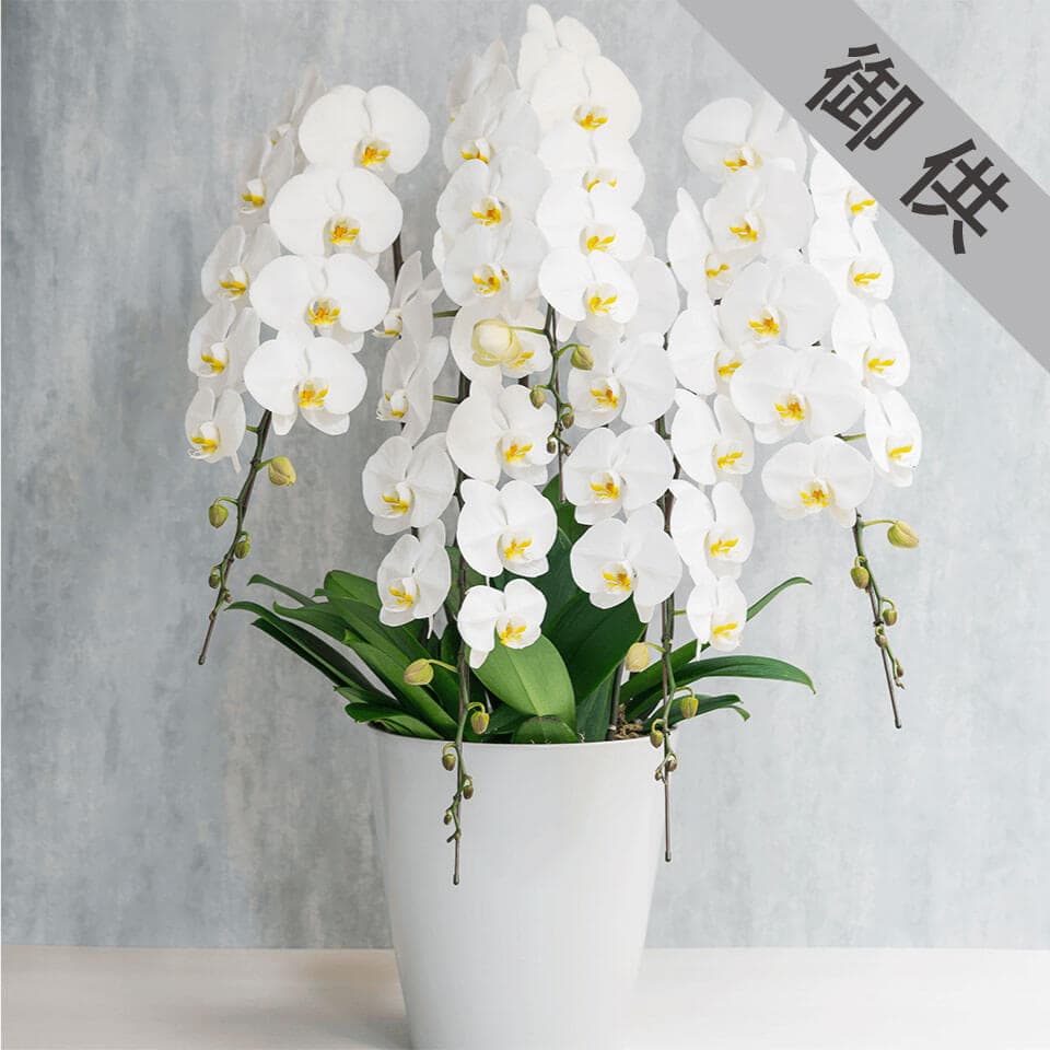【お供え用】5本立ち白胡蝶蘭 商品画像 1