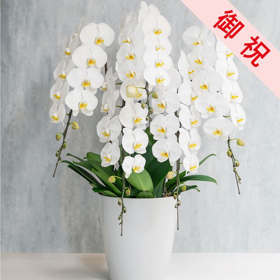 【お祝い用】5本立ち白胡蝶蘭 商品画像 1