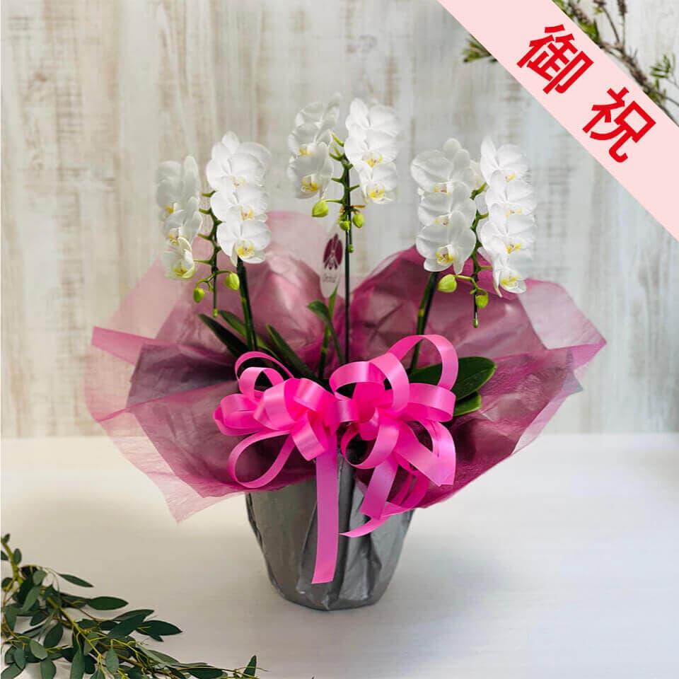 【お祝い用】白ミニ胡蝶蘭 商品画像 1