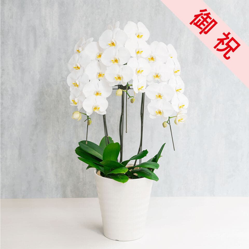 【お祝い用】3本立ち白胡蝶蘭 商品画像 1