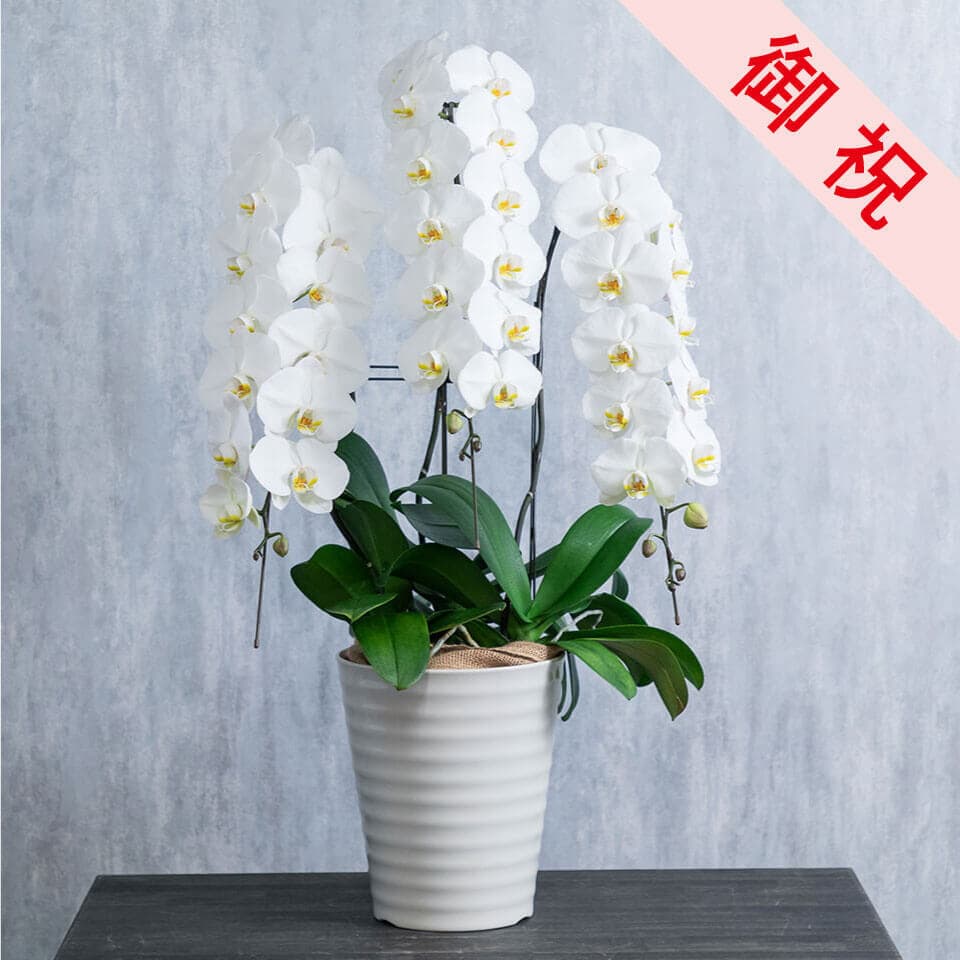 【お祝い用】3本立ち白胡蝶蘭 商品画像 1