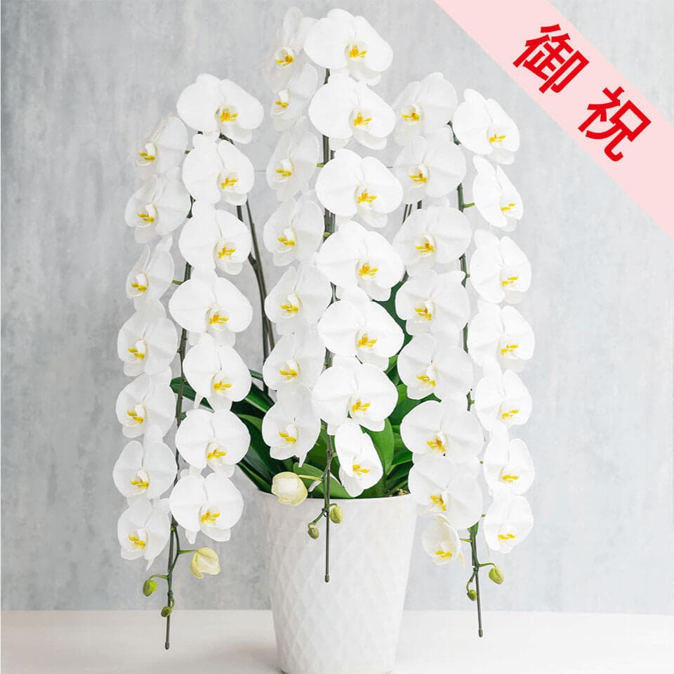 【お祝い用】3本立ち白胡蝶蘭 商品画像 1