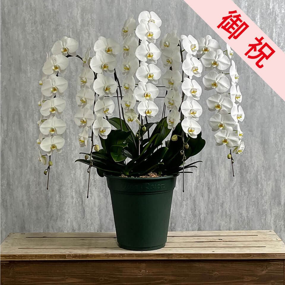 【お祝い用】豪華5本立ち白胡蝶蘭 商品画像 1