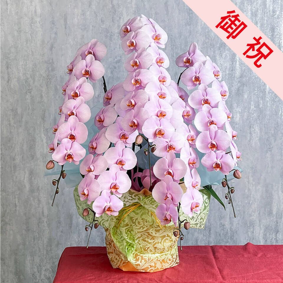 【お祝い用】5本立ちピンク系胡蝶蘭 商品画像 1