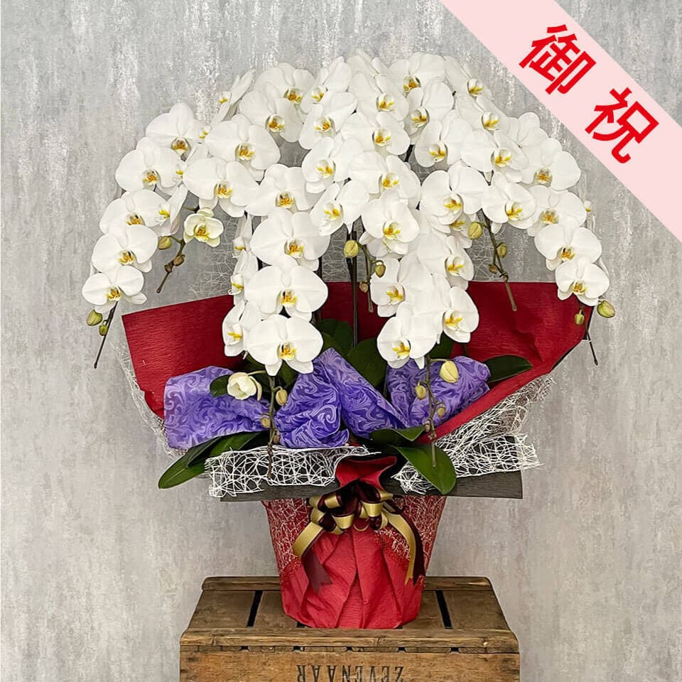 【お祝い用】7本立ち白胡蝶蘭 商品画像 1