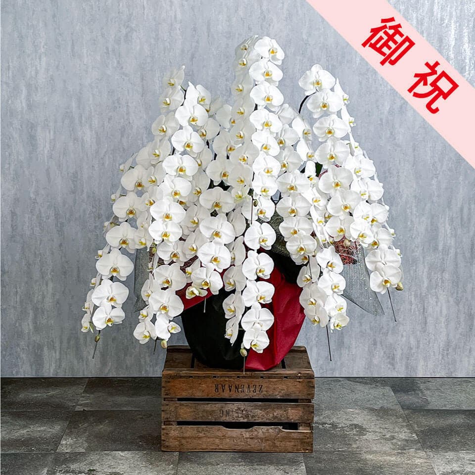 【お祝い用】豪華10本立ち白胡蝶蘭 商品画像 1
