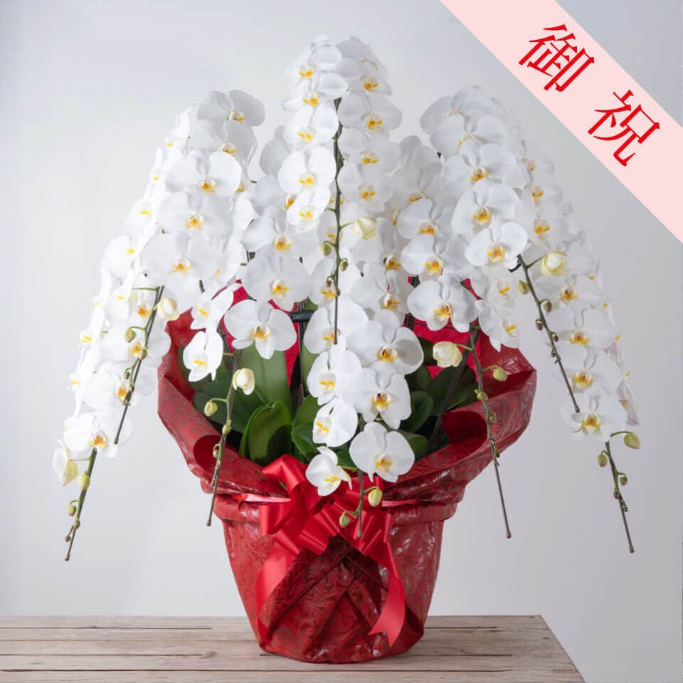【お祝い用】豪華8本立ち白胡蝶蘭 商品画像 1