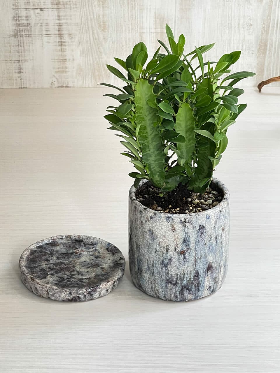 ユーホルビア陶器鉢青色 商品画像 2