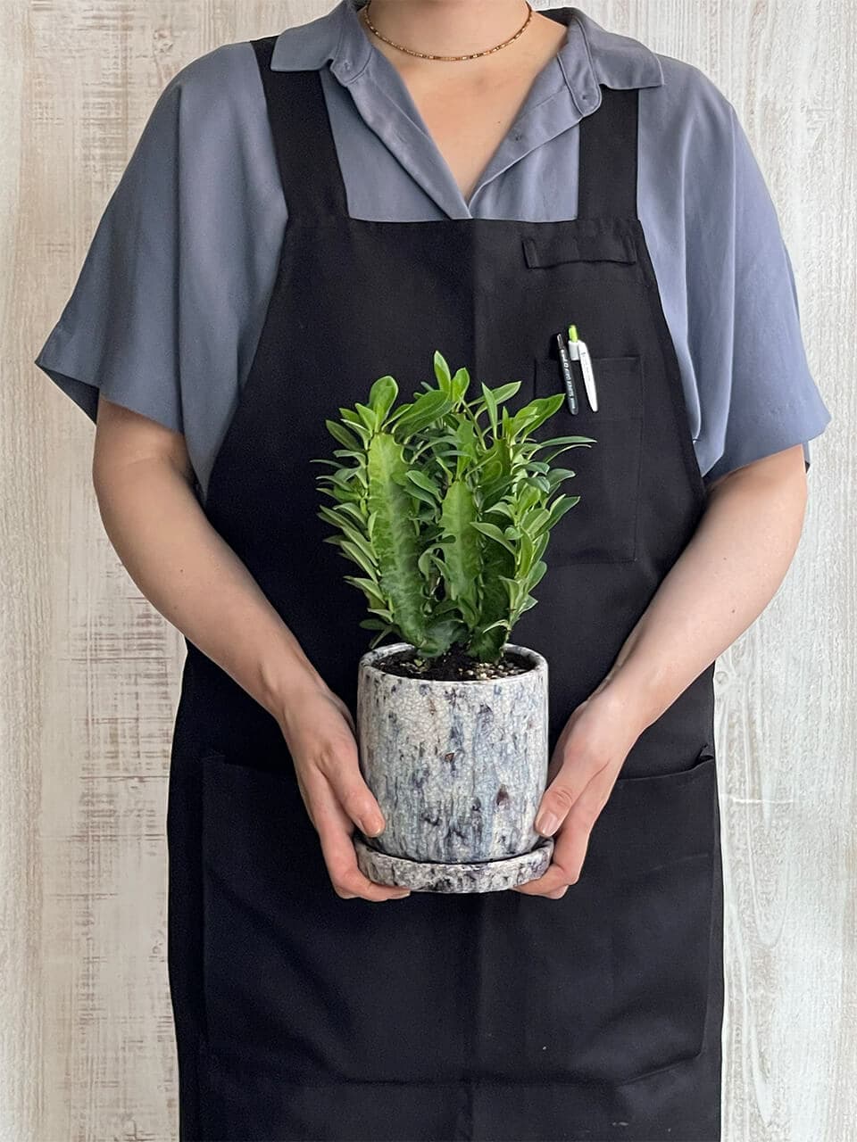 ユーホルビア陶器鉢青色 商品画像 3